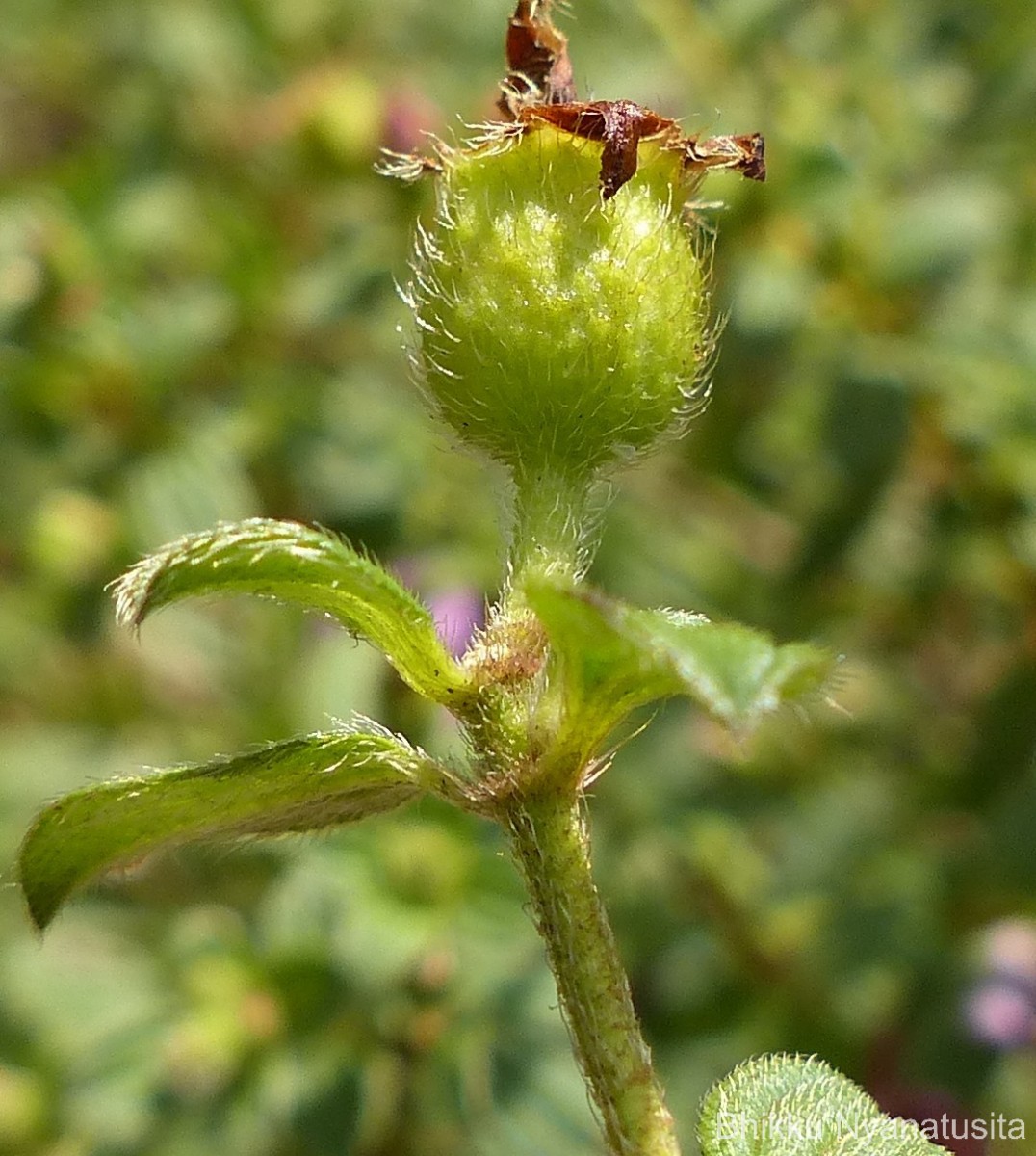 Osbeckia parvifolia Arn.
